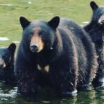 3hr Custom Private Tour of Ketchikan (4 People) Wildlife + More - What You Can Expect at Each Stop