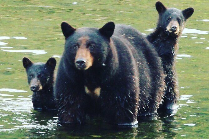 3hr Custom Private Tour of Ketchikan (4 People) Wildlife + More - What You Can Expect at Each Stop