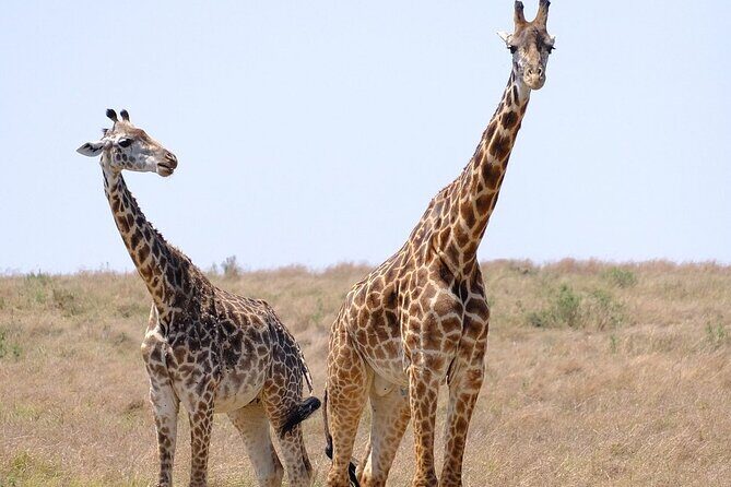 4 Day Safari Maasai Mara, Lake Nakuru and Lake Naivasha - Possible Drawbacks or Considerations