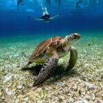 4 Hour Cozumel Turtle Sanctuary Experience on a Luxury Catamarán - The Real Experience: What Travelers Say