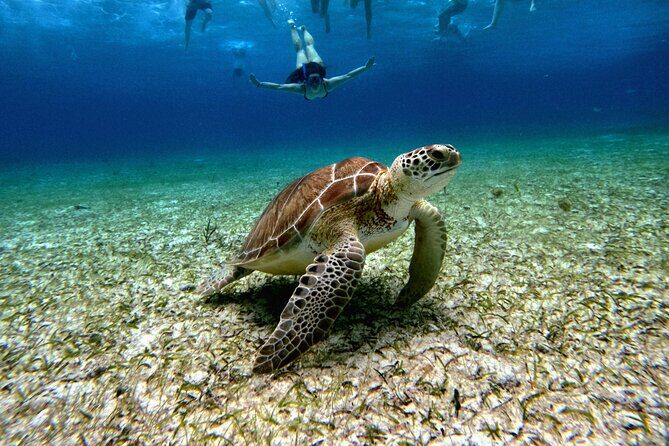4 Hour Cozumel Turtle Sanctuary Experience on a Luxury Catamarán - The Real Experience: What Travelers Say