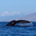 4-Hour Makena Whale Watch Tour - The Guide and Service