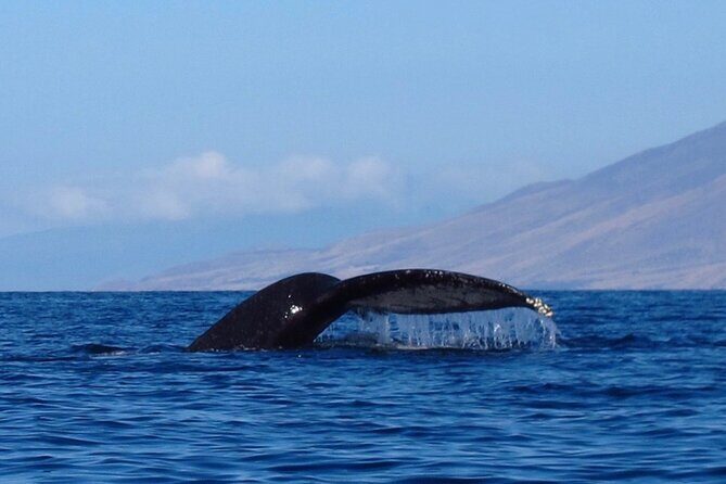 4-Hour Makena Whale Watch Tour - The Guide and Service