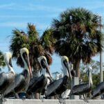4-Hour Mangrove Island and Dolphin Watch Sandbar in Fort Pierce - The Experience in Detail