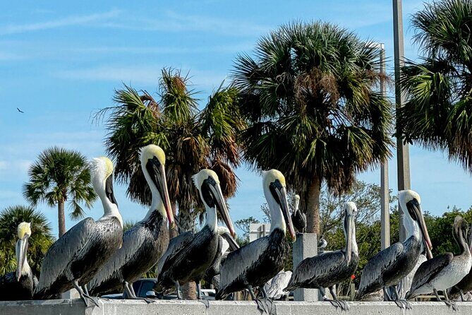 4-Hour Mangrove Island and Dolphin Watch Sandbar in Fort Pierce - The Experience in Detail