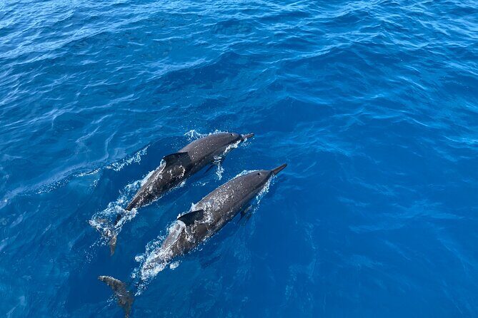 4-Hour Private Charter Adventures in Kona Coast - Why Choose a Private Charter on Kona?