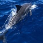 4 Hour Private Snorkeling Tour in Kona - The Sum Up