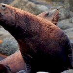 4-Hour Wildlife and Coastal Tour in Juneau, Alaska - Why This Tour Stands Out