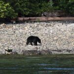 4 hour Zodiac Whale and Wildlife Tour - How the Tour Fits into Your Vancouver Island Visit