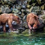 4 hours Haines Chilkoot Wilderness and Wildlife Tour - What to Expect on the Tour