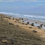 4-in-1 Tour - Mazunte,Cacao Factory, La Ventanilla & Turtle Spawn - Practical Tips and Considerations