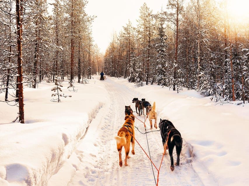 4hr Dog Sledding Trip on Finnmarksvidda - The value of this experience