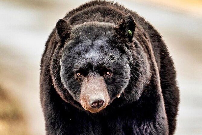 4hr Ketchikan Private custom tour (4 people) Wildlife + More - Final Thoughts