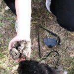 5 Hours Activities - Truffle Hunting with tasting in San Miniato - A Deep Dive Into the Truffle Hunting Tour