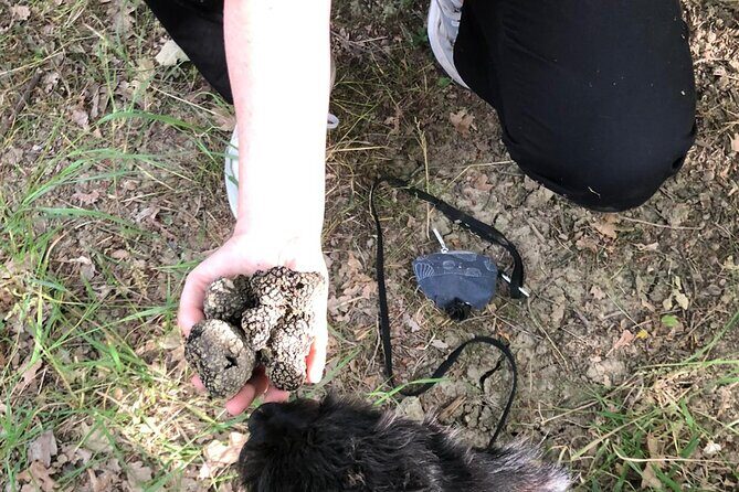 5 Hours Activities - Truffle Hunting with tasting in San Miniato - A Deep Dive Into the Truffle Hunting Tour