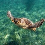5-in-1 Cancun Snorkeling Tour with Sea Life & Transport Included - What Travelers Are Saying
