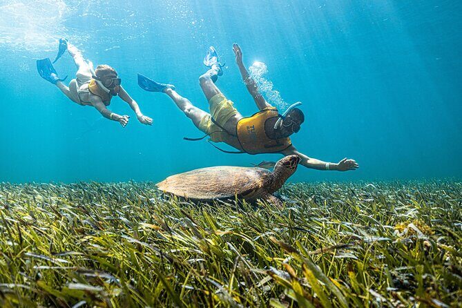 5-in-1 Cancun Snorkeling: Turtles, Reef, Musa, Shipwreck, Cenote - The Experience: What You’ll Feel and See