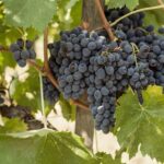 5 Wine Tastings in San Gimignano - The Flavors and the Setting