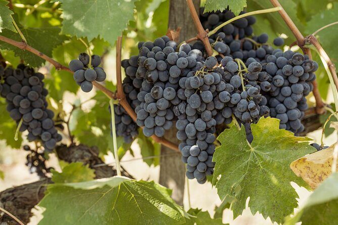 5 Wine Tastings in San Gimignano - The Flavors and the Setting