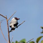 6-Hour Birdwatching Ruta de los Cenotes Playa del Carmen - What to Expect from the Tour