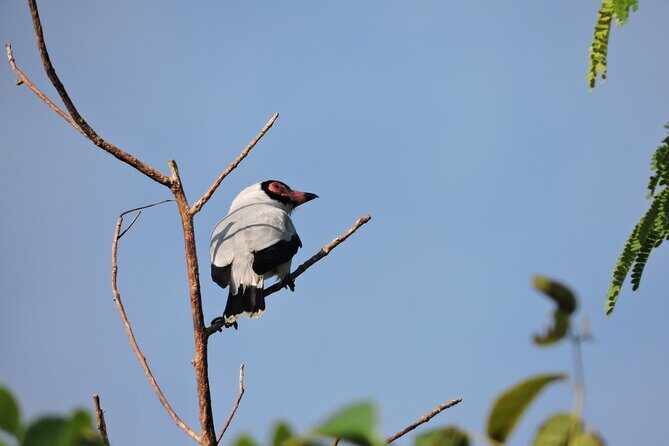 6-Hour Birdwatching Ruta de los Cenotes Playa del Carmen - What to Expect from the Tour