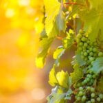 6 Hour Wine, Cheese, Chocolate Tasting Tour with Lunch - Who Will Love This Tour?