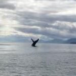 6 Passenger Whale Watching Adventure in Icy Strait from Hoonah AK - The Comfort Factor