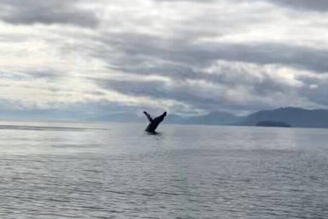 6 Passenger Whale Watching Adventure in Icy Strait from Hoonah AK - The Comfort Factor