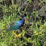 60 Minutes Small Group Everglades Airboat Ride in Miami - Final Thoughts