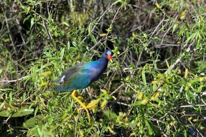 60 Minutes Small Group Everglades Airboat Ride in Miami - Final Thoughts
