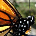 7 Day-Monarch Butterfly Ecofriendly Tour in Mexico - Deep Dive into the Itinerary