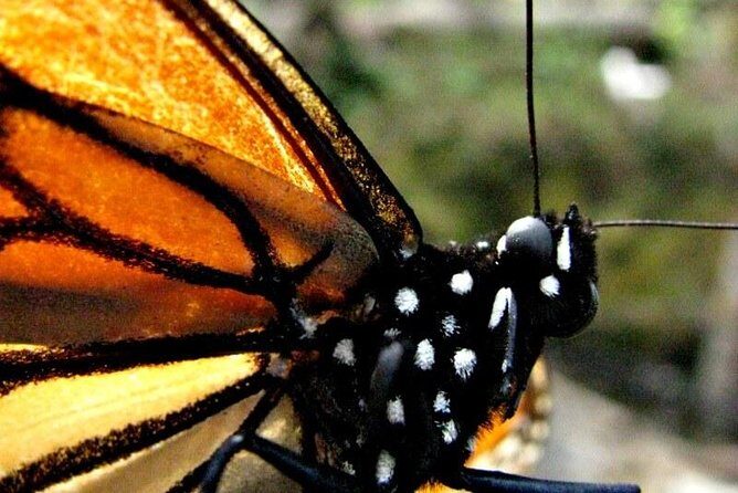 7 Day-Monarch Butterfly Ecofriendly Tour in Mexico - Deep Dive into the Itinerary