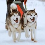 8-10km Husky Ride in the Taiga and Visit other farm animals - Who Is This Tour Best For?