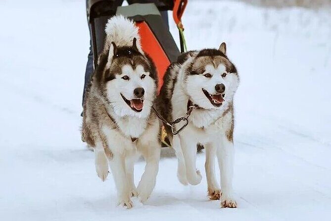 8-10km Husky Ride in the Taiga and Visit other farm animals - Who Is This Tour Best For?