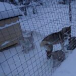 8-10km Husky Ride in the Taiga Forest and visiting the Kennel - Practical Details and Tips