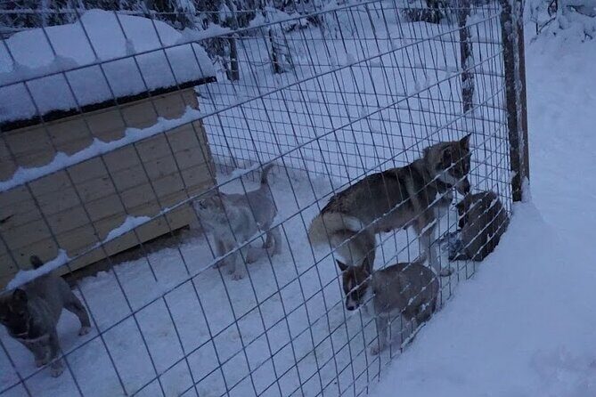 8-10km Husky Ride in the Taiga Forest and visiting the Kennel - Practical Details and Tips