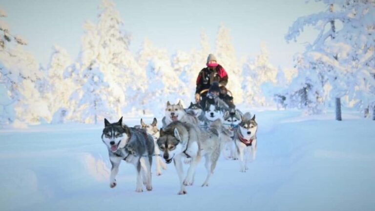 8-10km Husky Ride in the Taiga Forest & Visiting the Kennel - What Travelers Say