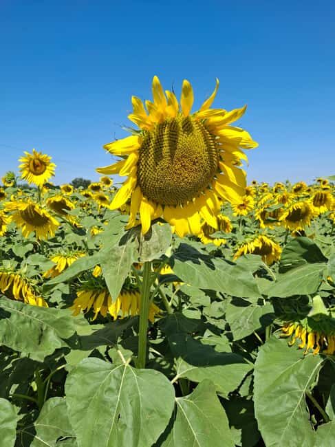 9-Day Best of Tuscany Tour with Guide and Driver - What to Expect on the Tour