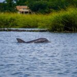 90-Minute Dolphin and Nature Tour of Hilton Head - The Downsides to Keep in Mind