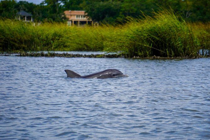 90-Minute Dolphin and Nature Tour of Hilton Head - The Downsides to Keep in Mind