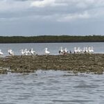 90-Minute Guided Eco Airboat Tour in Homosassa - Final Thoughts: Is It Worth It?