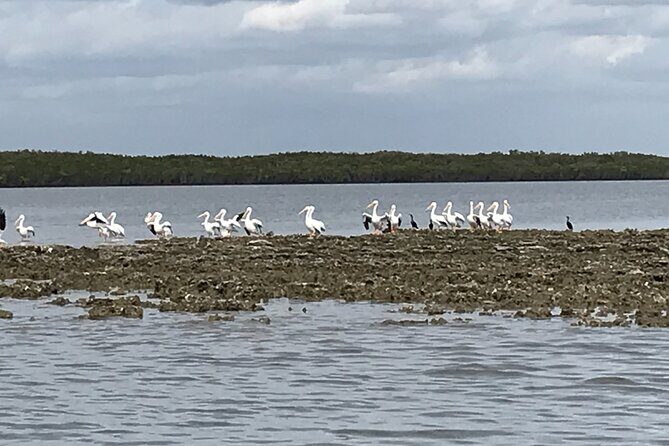 90-Minute Guided Eco Airboat Tour in Homosassa - Final Thoughts: Is It Worth It?