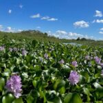 90 Minute Pontoon Cruise in Florida - The Experience Details