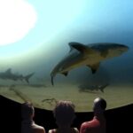 A 360° Immersive Ocean Movie Experience (Catalina Island) - Is It Worth the Price?
