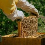 A day as a beekeeper: an adventure among mountains and nature - What to Expect from Your Beekeeping Day in Marche