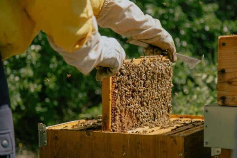 A day as a beekeeper: an adventure among mountains and nature - What to Expect from Your Beekeeping Day in Marche