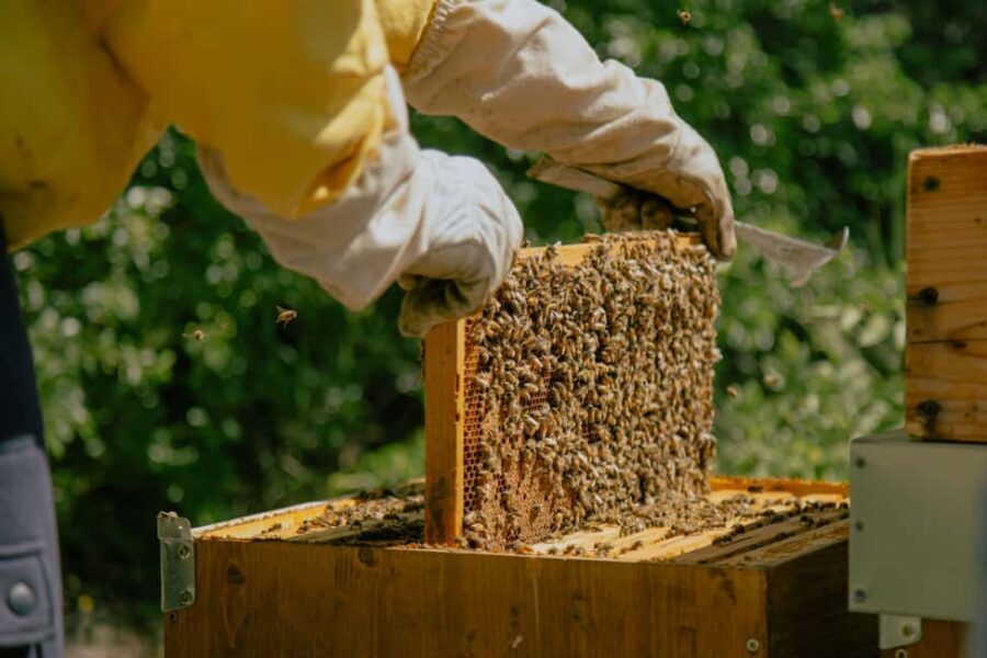 A day as a beekeeper: an adventure among mountains and nature - What to Expect from Your Beekeeping Day in Marche