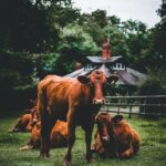 "A Day as a Farmer" Experience - Who Will Love This Experience?