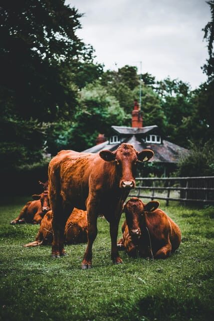 "A Day as a Farmer" Experience - Who Will Love This Experience?