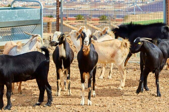 A day at the farm - Authentic Guest Perspectives